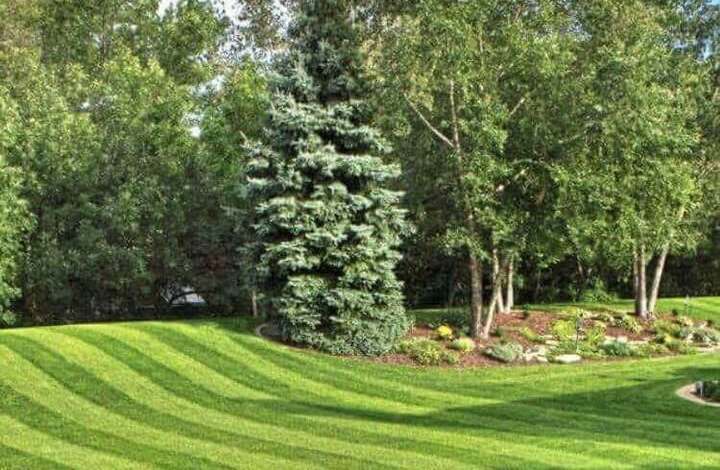 Striped freshly mowed lawn with specimen trees — Blaze Mowing brand photo