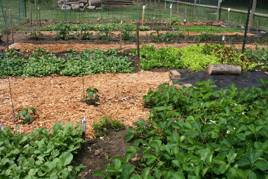 Tidy mulched vegetable garden beds in a Christchurch backyard