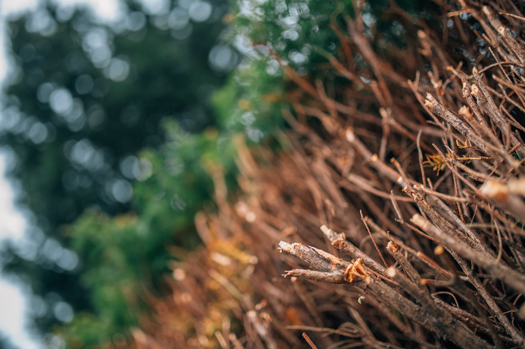 Close-up of freshly trimmed hedge branches showing clean cuts