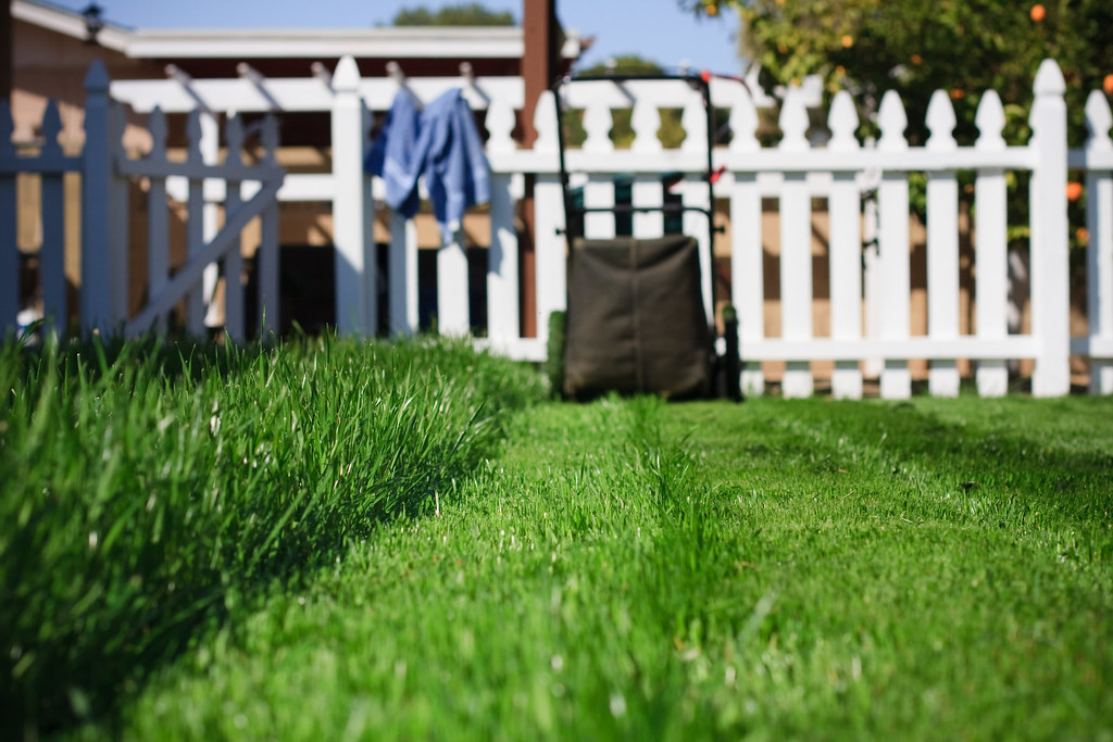 Petrol lawn mower with grass catcher on a freshly cut suburban lawn