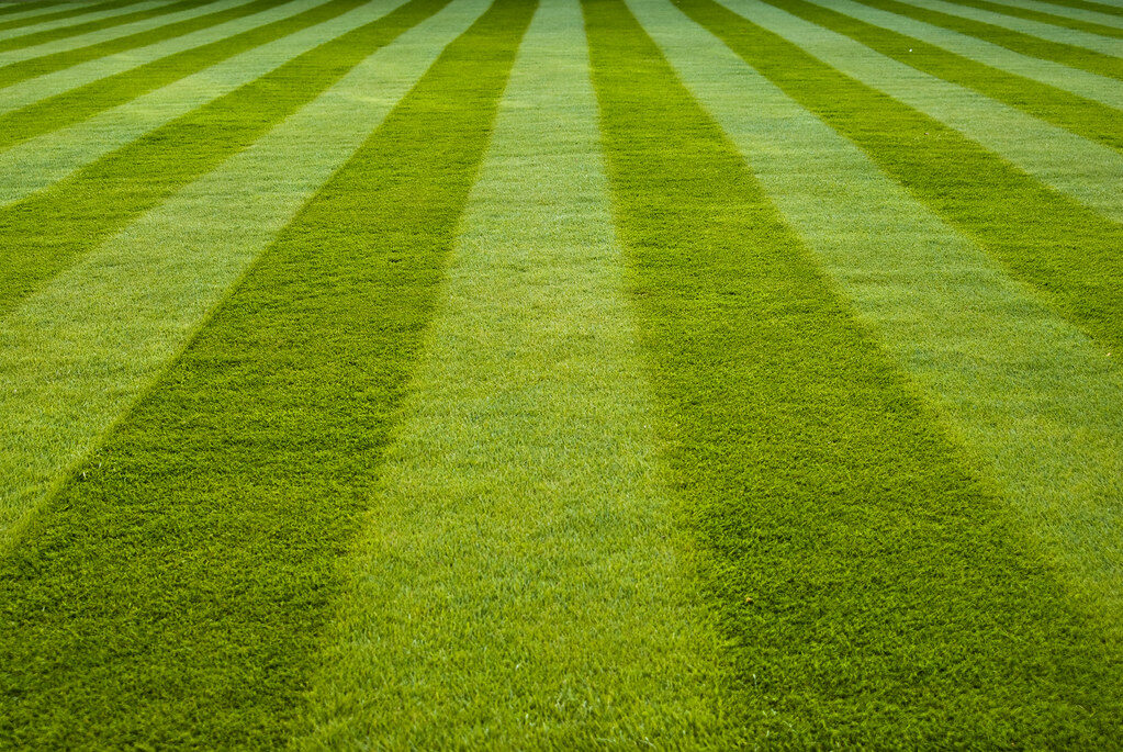 Freshly mowed lawn with crisp mowing stripes